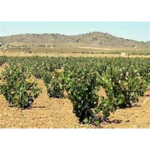 DO Alicante