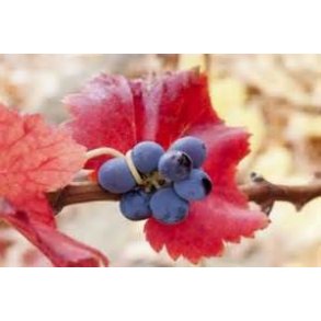 Bodegas Ateca - bedste producent i D.O. Calatayud